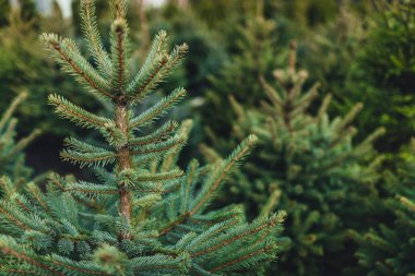 Doğal ortamda yeşil noel ağacına yakın görüş 