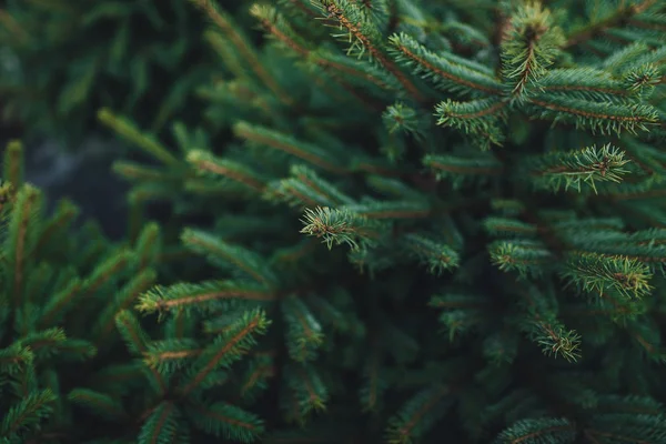 Zblízka Pohled Zelené Vánoční Stromeček Přírodním Prostředí — Stock fotografie