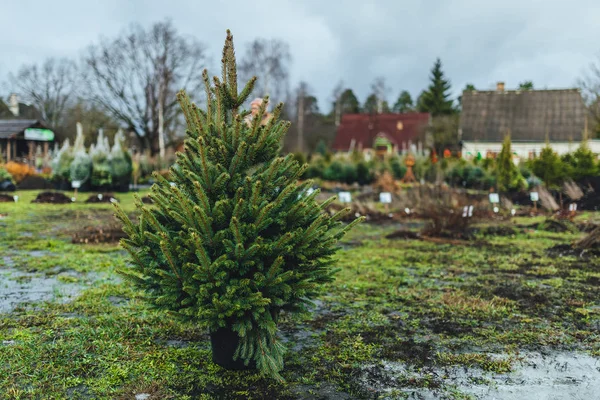 Kleiner Weihnachtsbaum Auf Den Boden Gestellt — Stockfoto