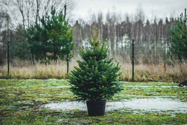 Földre Helyezett Kis Karácsonyfa — Stock Fotó