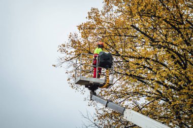 Riga, Letonya 15 Ekim 2019 Keresteci şehrin kabloları üzerinden ağaç dalları kesiyor, kamu güvenliği 
