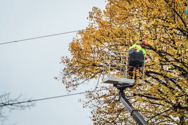 Riga, Letonya 15 Ekim 2019 Keresteci şehrin kabloları üzerinden ağaç dalları kesiyor, kamu güvenliği 
