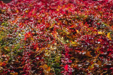 Canlı sonbahar yaprakları arka plan, sonbahar mevsimi