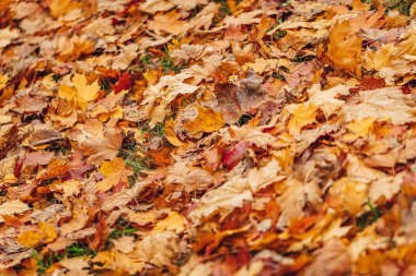 Sonbahar arka planında renkli akçaağaç yaprakları