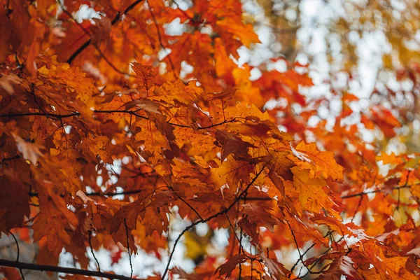 Hojas Vívidas Otoño Árbol Primer Plano — Foto de Stock