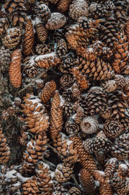 Kafede Noel dekoru, ağaç konileri.