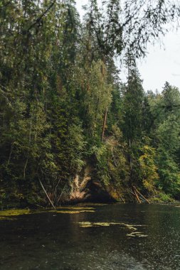 Göl kenarındaki doğal yeşil ormanda yağmurlu bir gün, orman gölü.