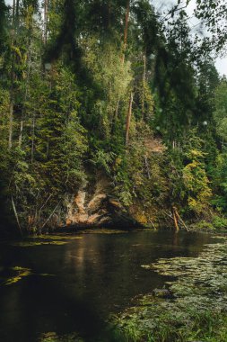 Göl kenarındaki doğal yeşil ormanda yağmurlu bir gün, orman gölü.