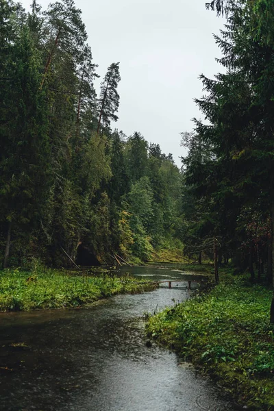 Rainy day in Natural green forest by the lake, forest lake