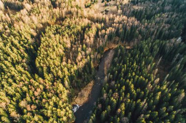 Yeşil orman ağaçları ve nehir üzerindeki hava manzarası, doğa dokusu arka planı. 