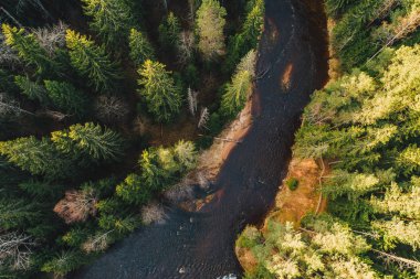 Yeşil orman ağaçları ve nehir üzerindeki hava manzarası, doğa dokusu arka planı. 