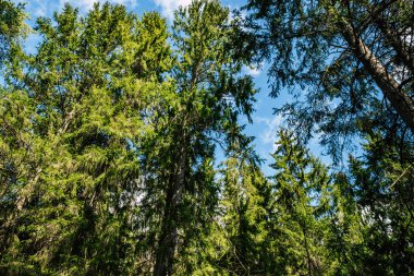 Yeşil ağaçlı güzel orman 