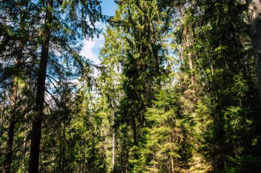 Yeşil ağaçlı güzel orman 