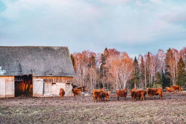 Gün batımında otlakta bir sürü inek