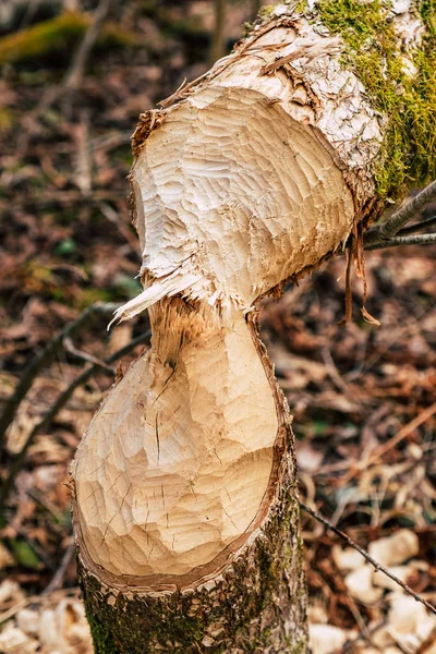 Törött Erdőben — Stock Fotó