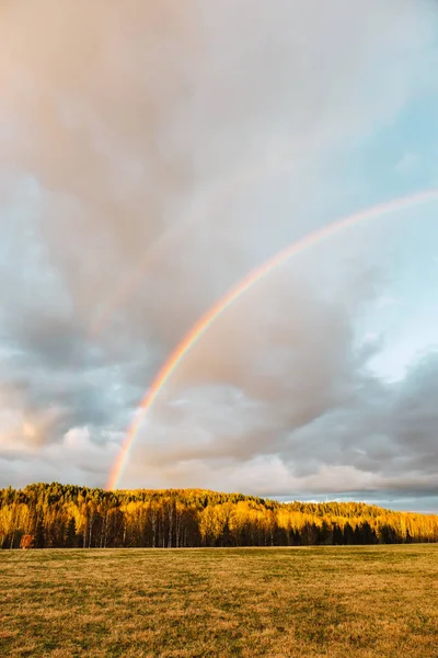 beautiful  forest with green trees and rainbow