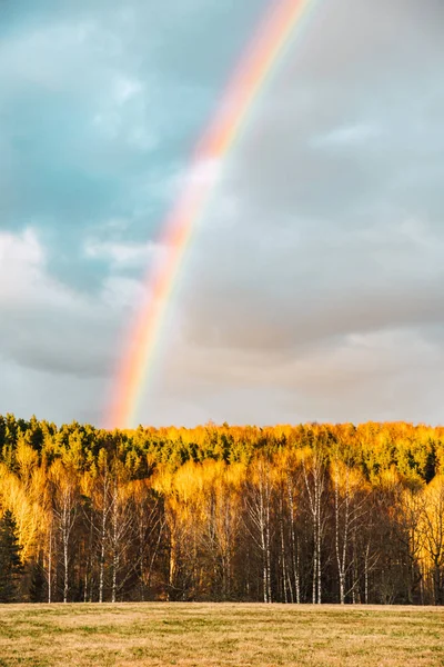 beautiful  forest with green trees and rainbow