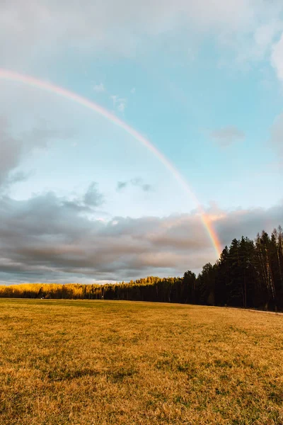 beautiful  forest with green trees and rainbow