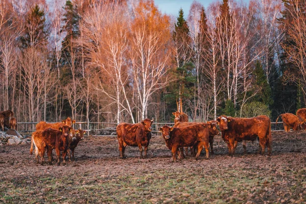 Много Коров Пастбище Лучах Заката — стоковое фото