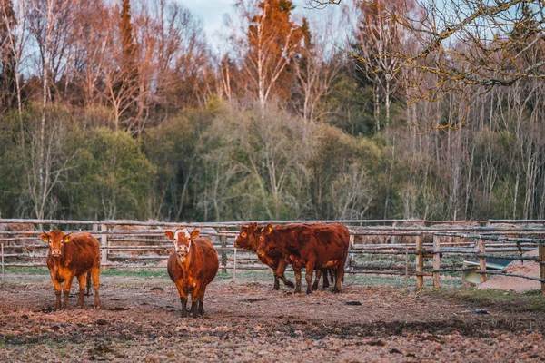Veel Koeien Een Weiland Bij Zonsondergang Licht — Stockfoto