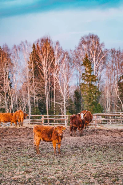 Много Коров Пастбище Лучах Заката — стоковое фото