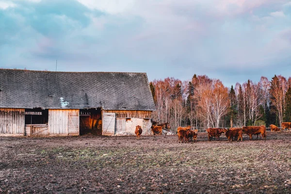 Many Cows Pasture Sunset Light — Stock Photo, Image