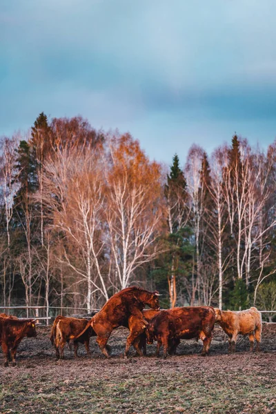 Many Cows Pasture Sunset Light — Stock Photo, Image