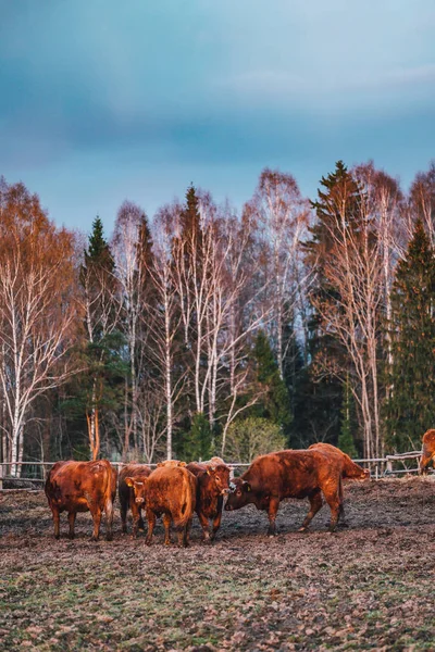 Many Cows Pasture Sunset Light — Stock Photo, Image