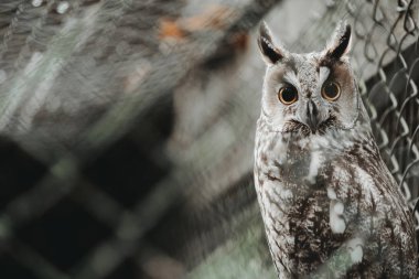 Doğal arka planda baykuş kuşu