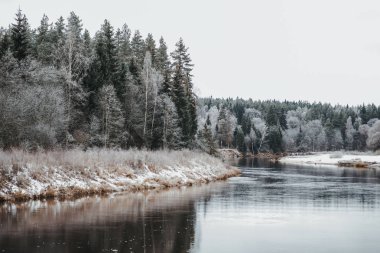 Kışın nehir kıyısında güzel bir orman.