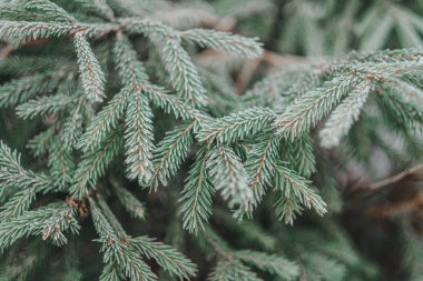Doğal ortamda yeşil noel ağacına yakın görüş 