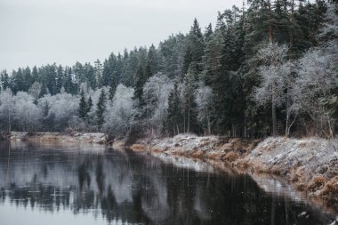 Kışın nehir kıyısında güzel bir orman.