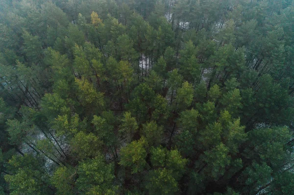 Aerial View Mystery Winter Forest Covered Fog — Stock Photo, Image