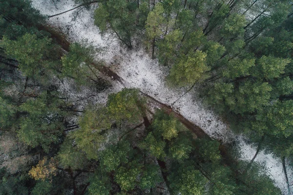 Gizemli Kış Ormanlarının Sisle Kaplı Görüntüsü — Stok fotoğraf