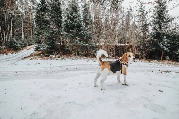 Dog Beagle Een Wandeling Winterwandeling Het Bos — Stockfoto