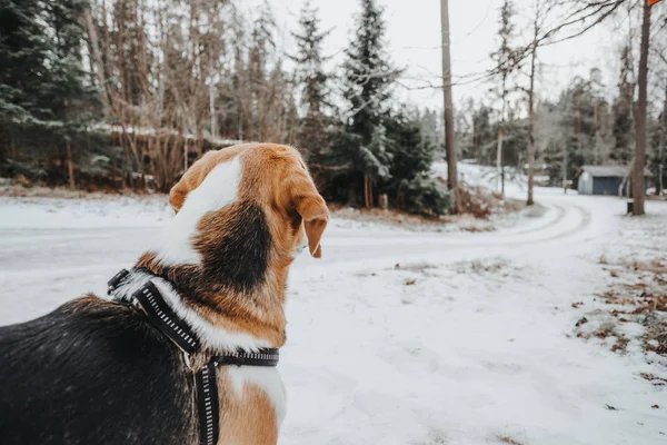 Köpek Beagle Yürüyüşe Kış Yürüyüşü Ormana — Stok fotoğraf