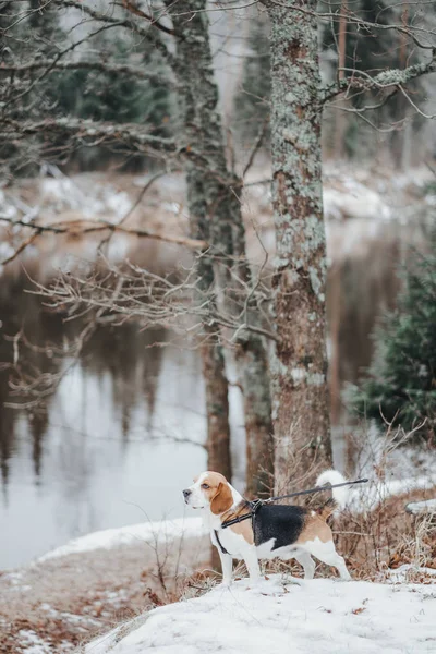 Pies Beagle Spacerze Zimowy Spacer Lesie — Zdjęcie stockowe