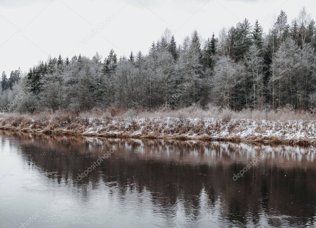 Beautiful wild forest in winter time by the river
