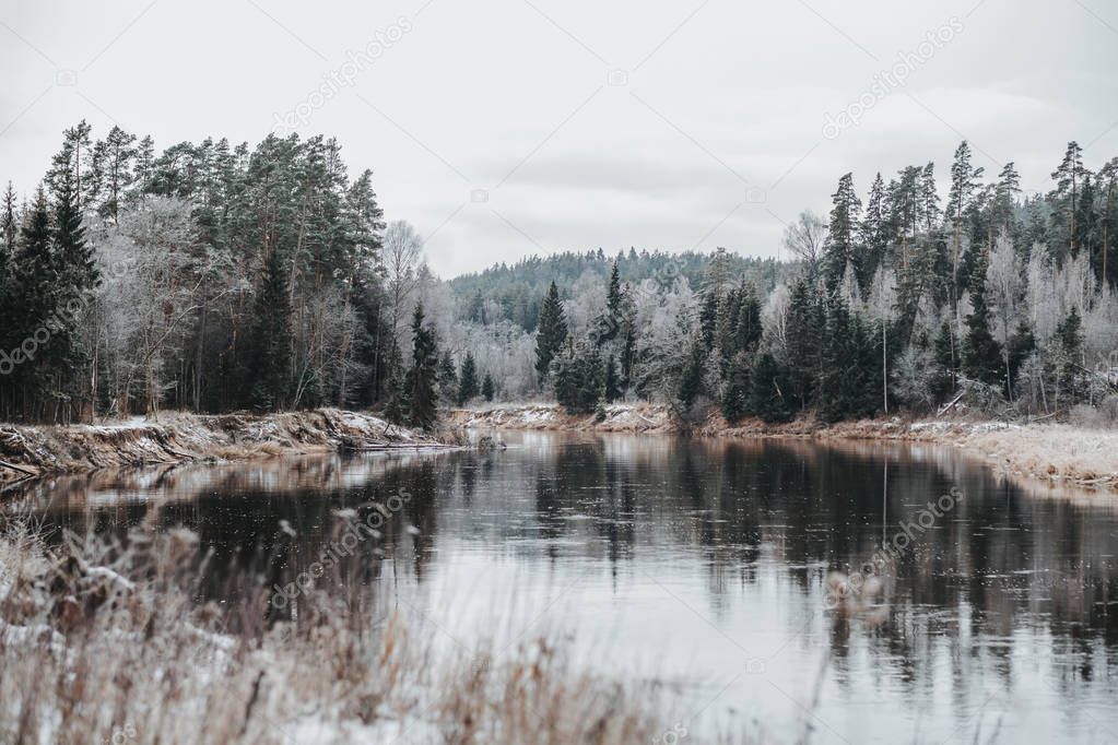 Beautiful wild forest in winter time by the river