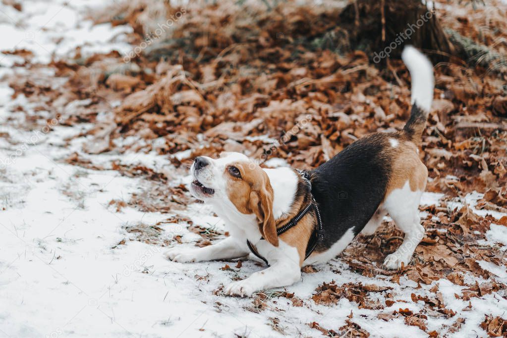 Dog Beagle on a walk, winter walk in forest 