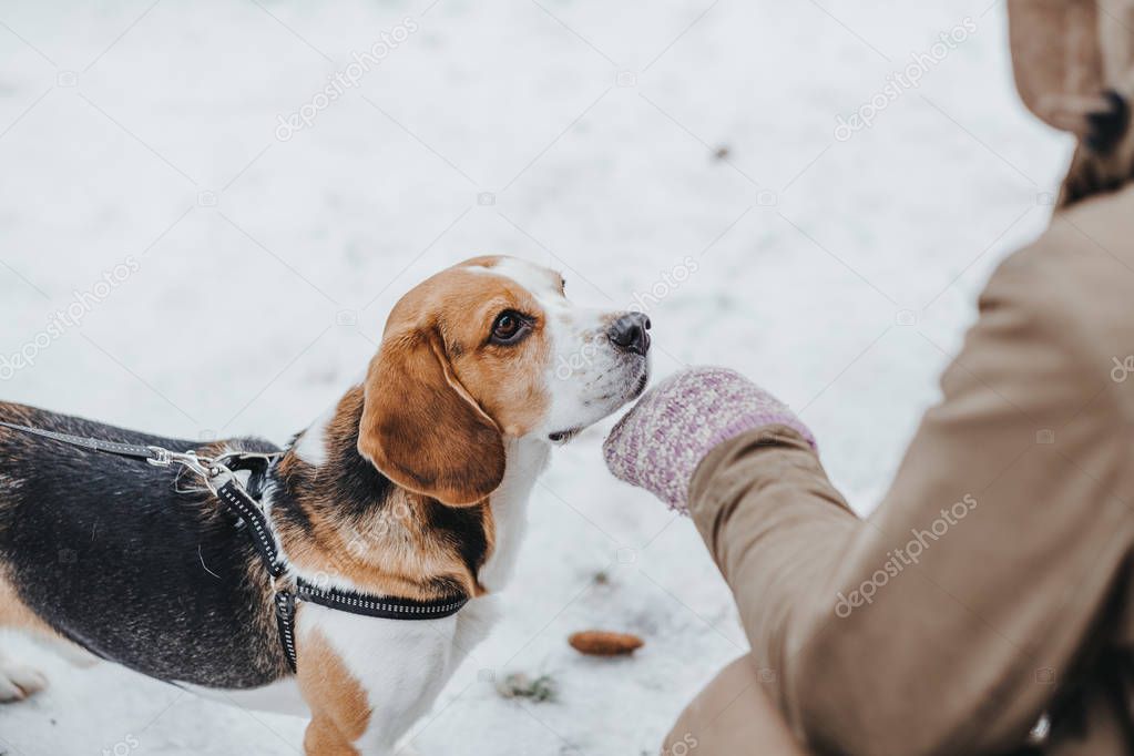 Dog Beagle on a walk with owner , winter walk in forest 