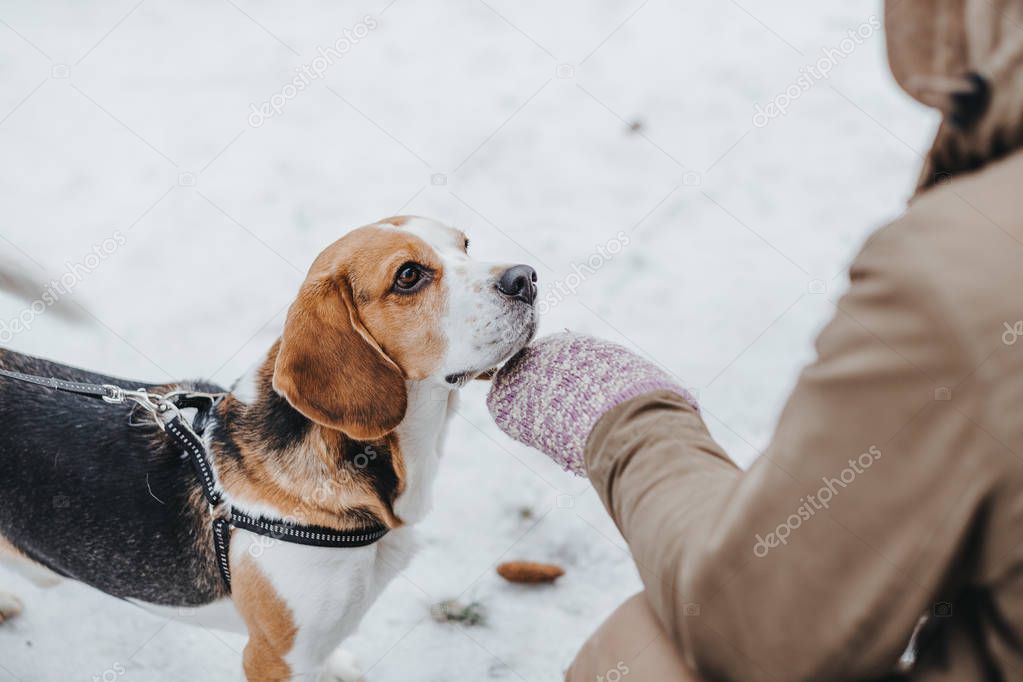 Dog Beagle on a walk with owner , winter walk in forest 