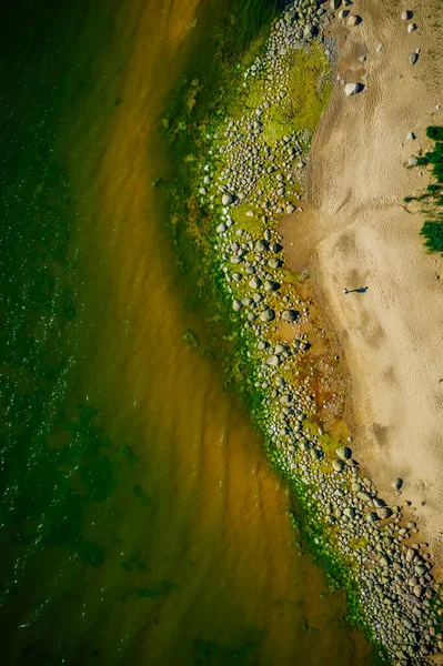 Скелястий Балтійський Берег Зеленими Морськими Водоростями Каменях — стокове фото