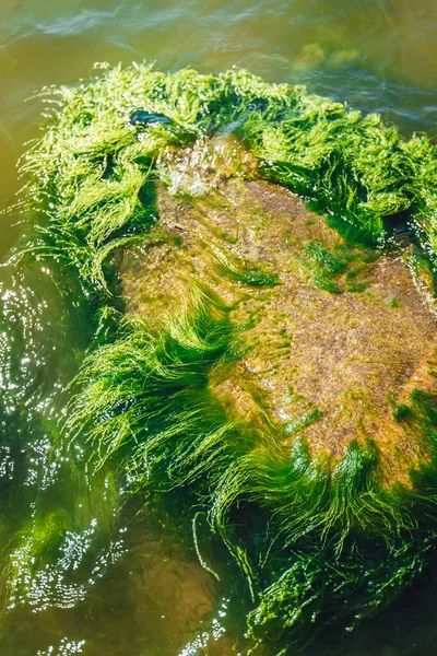 Algas Verdes Bonitas Grande Rocha Água Mar — Fotografia de Stock