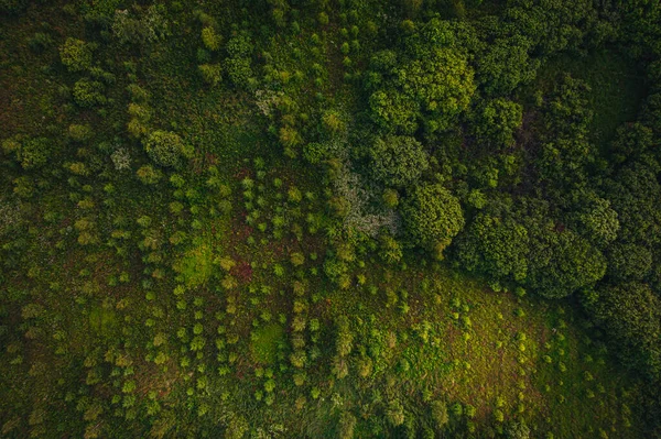 Vista Aérea Sobre Área Florestal Campo Fundo Árvore Verde — Fotografia de Stock