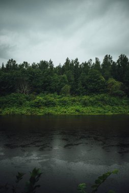 Letonya 'da geniş Gauja nehri olan kasvetli bir orman. Önden yağmur yağar
