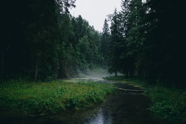 小さな川や霧と雨の中で神秘的な緑の森 ムーディーの風景画像 — ストック写真