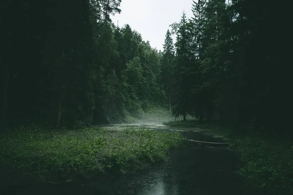 Tajemný Zelený Les Deště Malou Řekou Mlhou Moody Landscape Imag — Stock fotografie