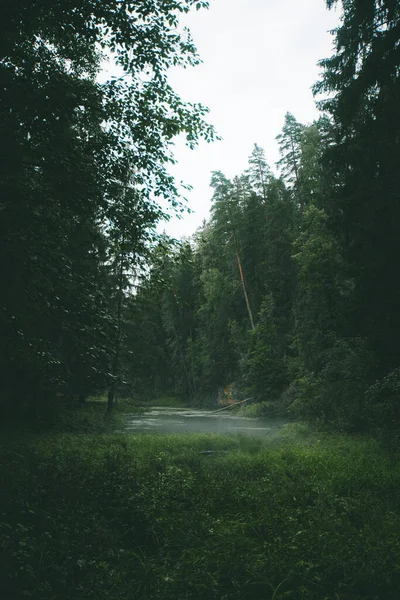 Mysterious Green Forest Rain Small River Fog Moody Landscape Imag — Stock Photo, Image