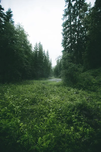 Tajemný Zelený Les Deště Malou Řekou Mlhou Moody Landscape Imag — Stock fotografie